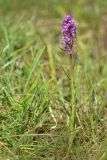 Dactylorhiza urvilleana. Цветущее растение. Карачаево-Черкесия, Карачаевский р-н, правый берег р. Узункол, ≈ 1890 м н.у.м., влажный луг на берегу ручья. 20.07.2023.