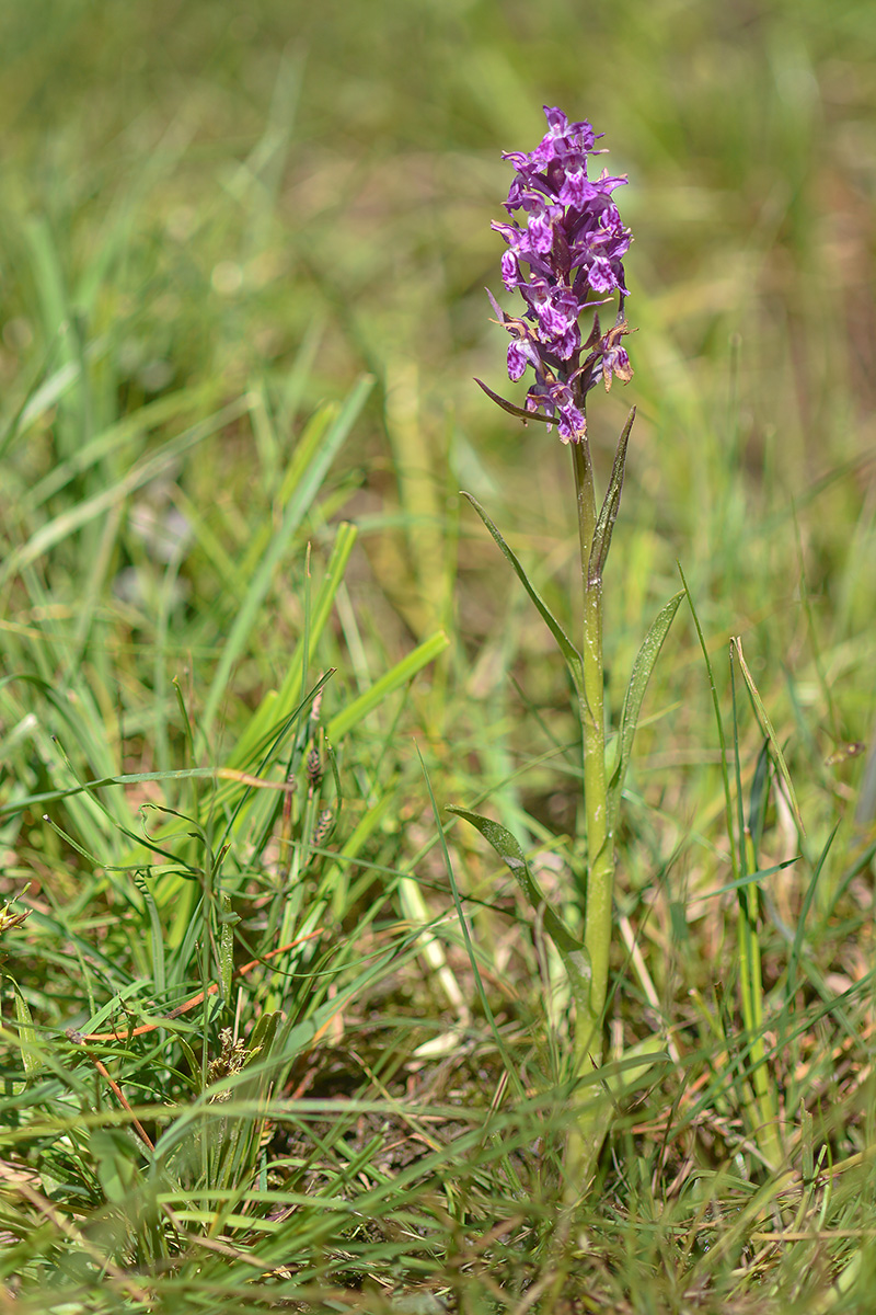 Изображение особи Dactylorhiza urvilleana.