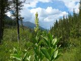 Veratrum lobelianum. Цветущее растение. Республика Алтай, оз. Кучерлинское. 18.07.2008.