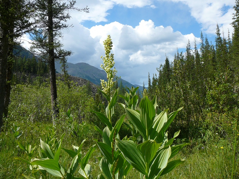 Изображение особи Veratrum lobelianum.