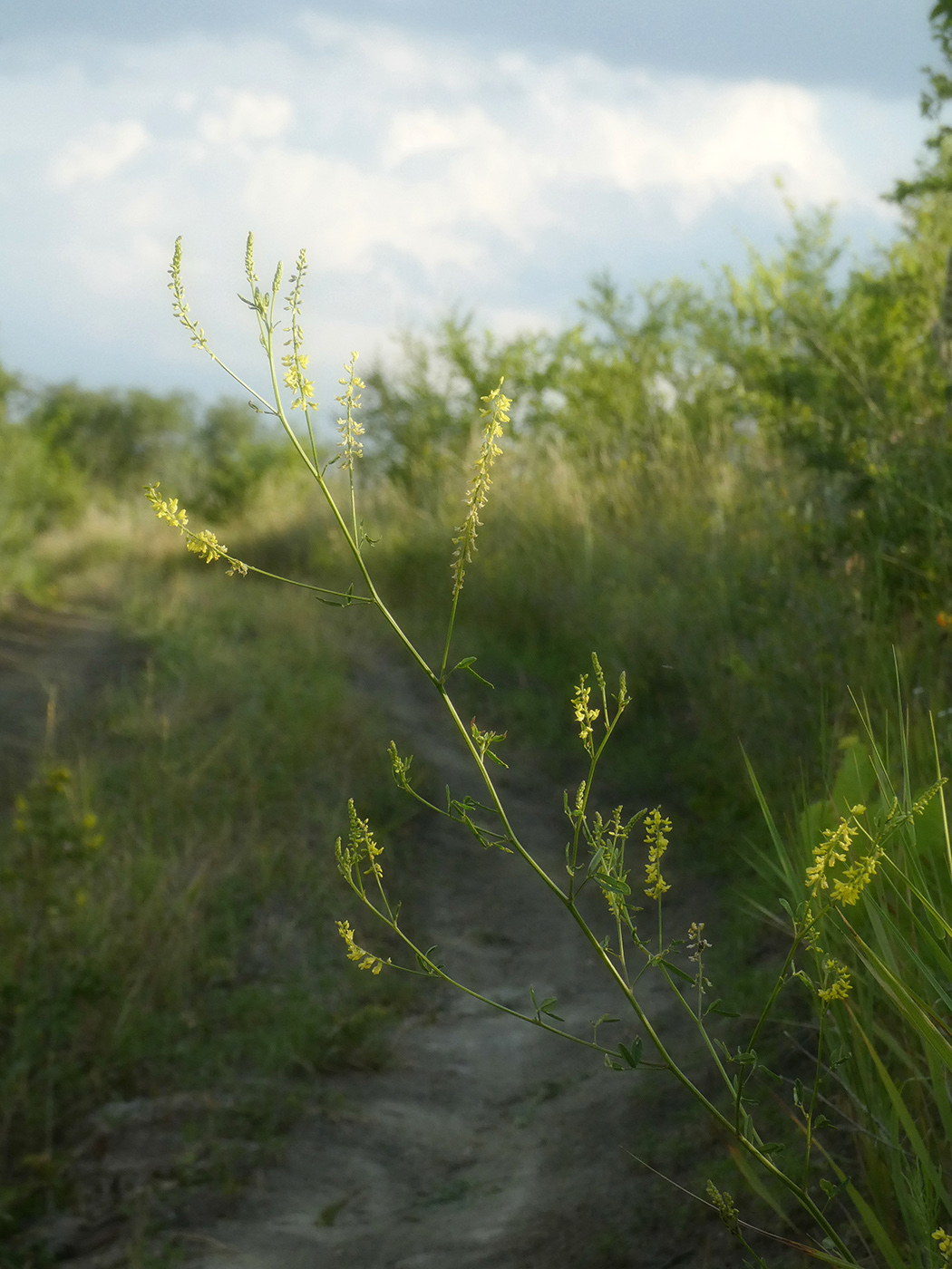 Image of Melilotus officinalis specimen.