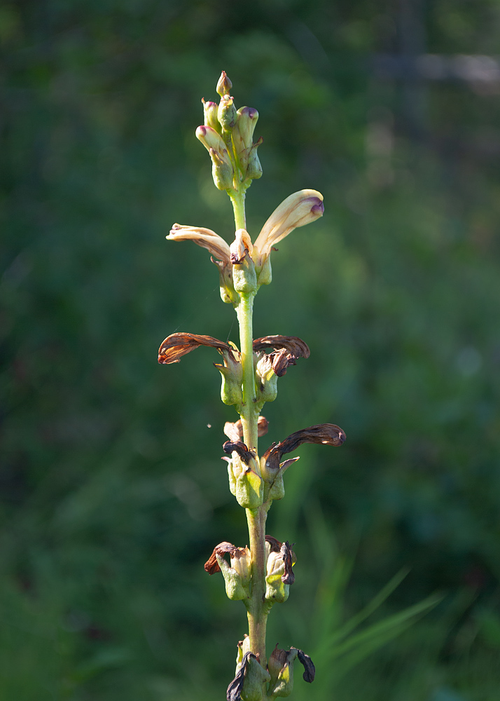 Image of Pedicularis sceptrum-carolinum specimen.