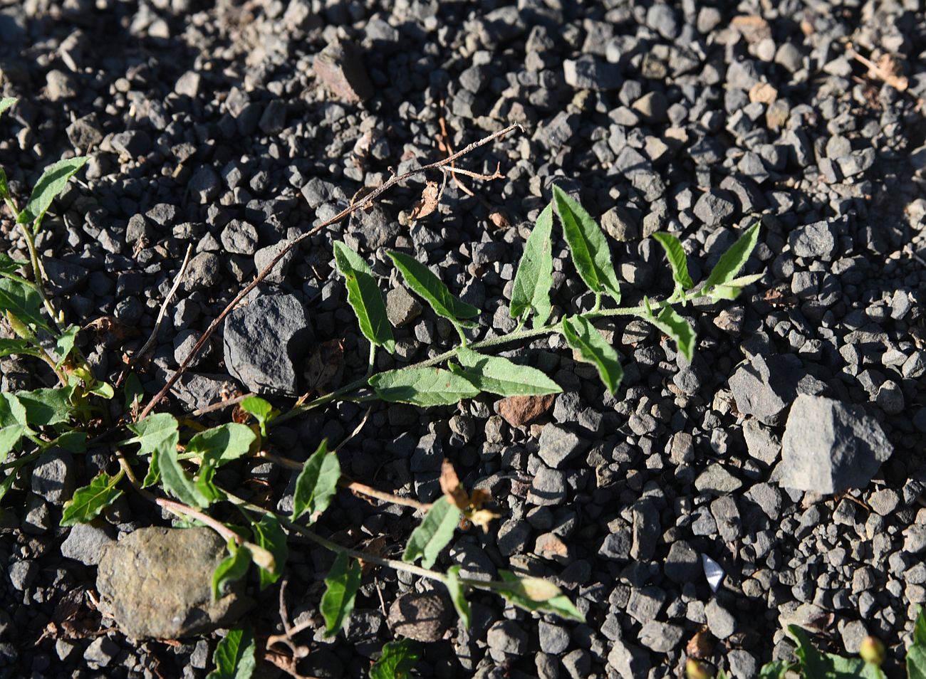 Image of Convolvulus arvensis specimen.