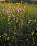 Aster amellus