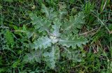 Onopordum acanthium