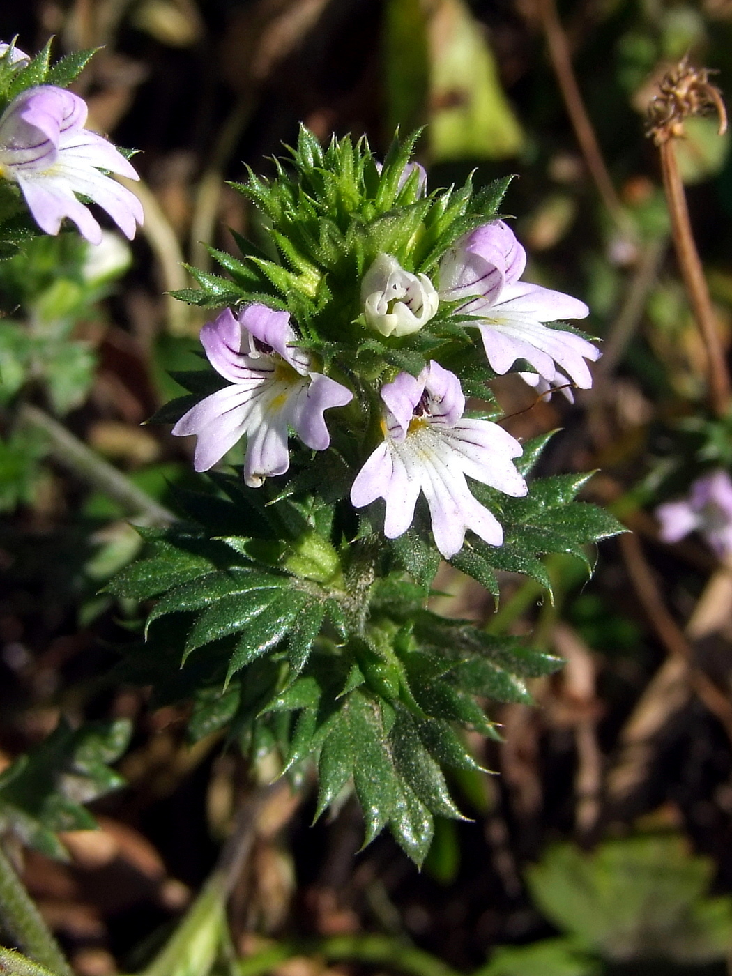 Изображение особи Euphrasia brevipila.