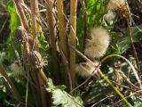 Taraxacum serotinum. Соплодия, бутонизирующие соцветия и средние части побегов. Оренбургская обл., Беляевский р-н, Донской сельсовет, Долгие Горы, степной склон. 5 сентября 2023 г.