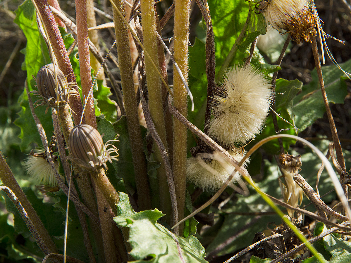 Image of Taraxacum serotinum specimen.