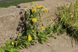 Inula britannica. Цветущее растение в сообществе с Potentilla anserina, Trifolium repens и Carex sp. Великий Новгород, Торговая сторона, берег р. Волхов перед Ярославовым Дворищем, в щели между бордюрным камнем и бетонной плитой набережной. 23.07.2023.