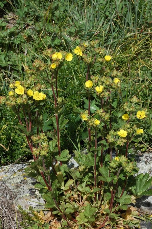 Изображение особи Potentilla asiatica.