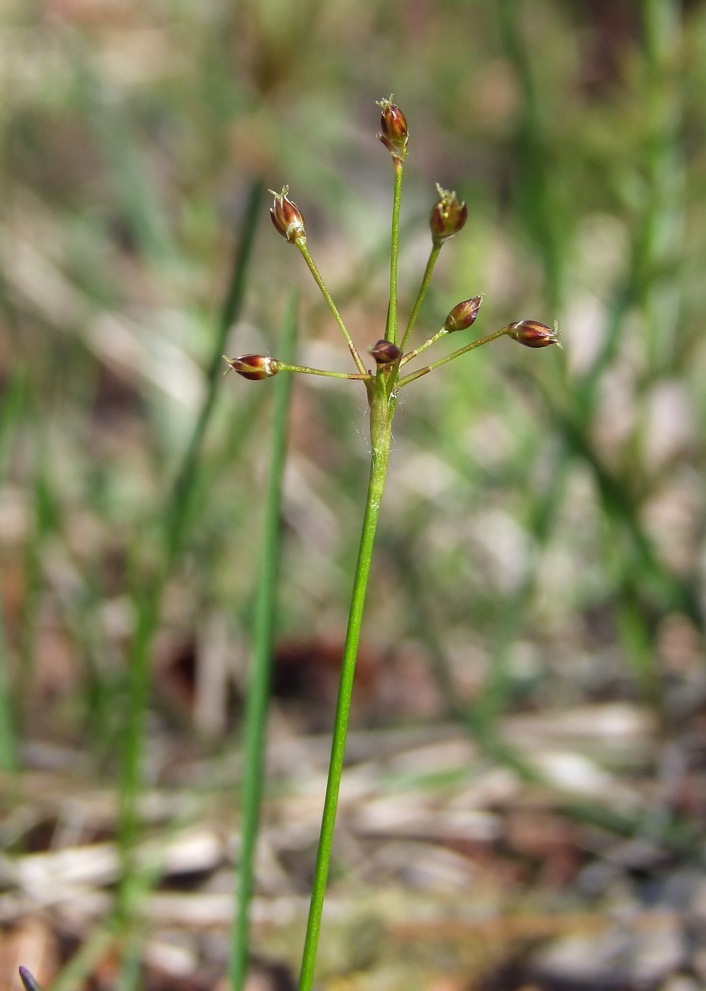 Image of Luzula rufescens specimen.