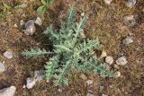 Echinops leucographus