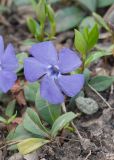 Vinca minor