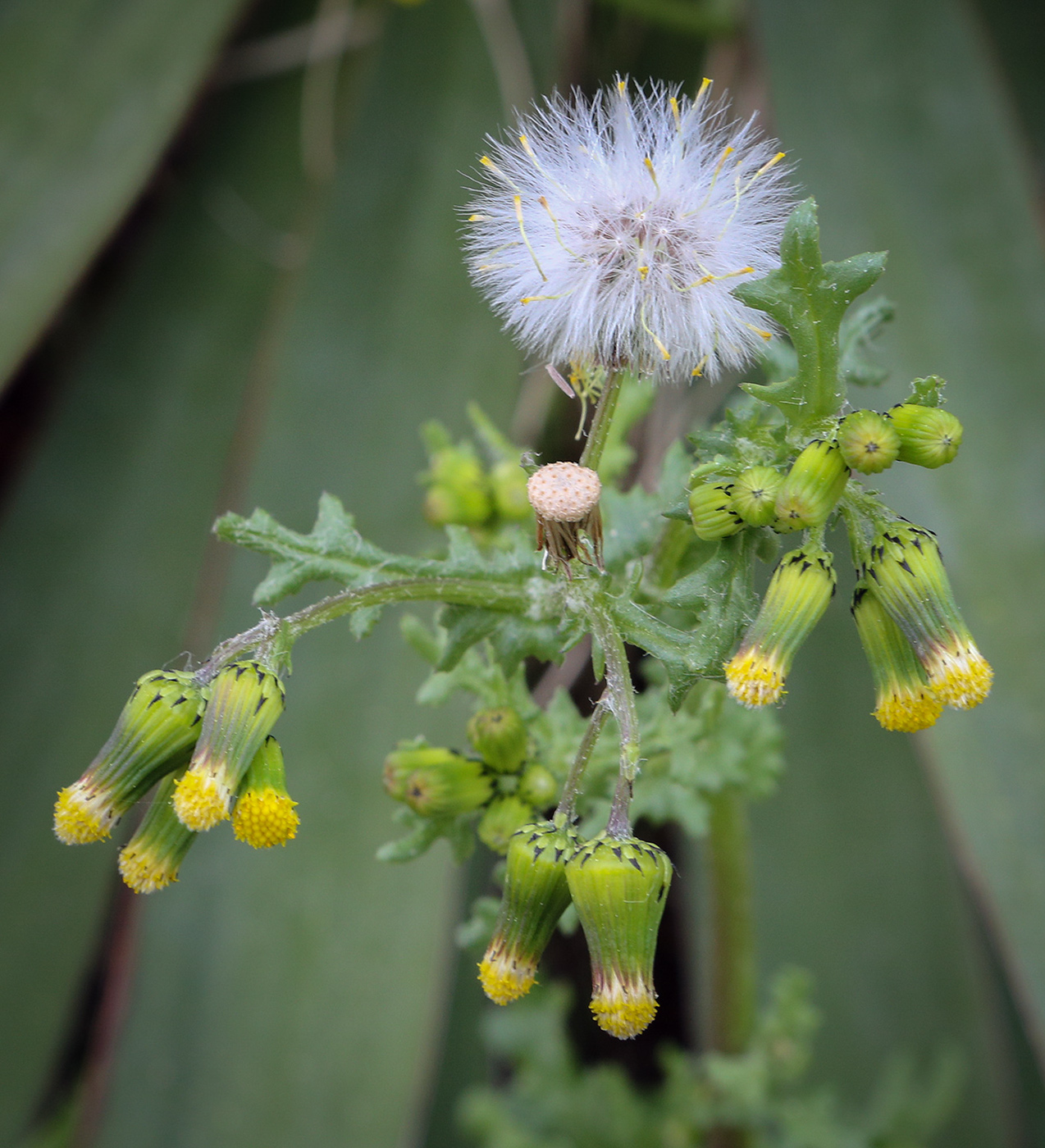 Изображение особи Senecio vulgaris.