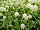 Leucojum vernum