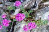 Silene compacta