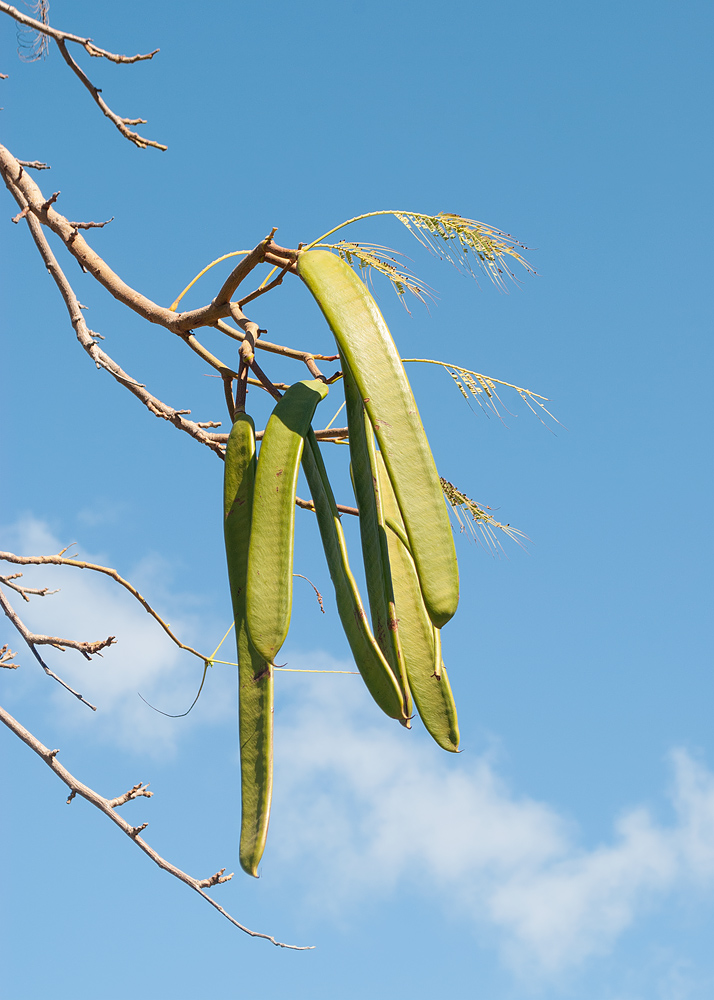 Image of Delonix regia specimen.
