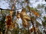 Quercus rubra