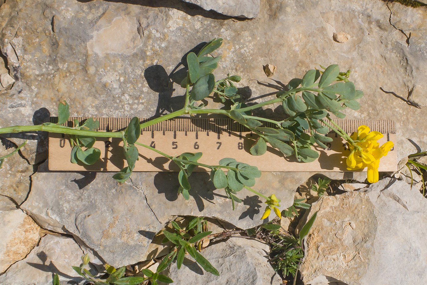 Изображение особи Coronilla coronata.