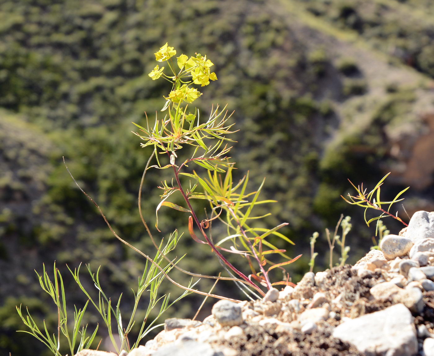 Image of Euphorbia jaxartica specimen.