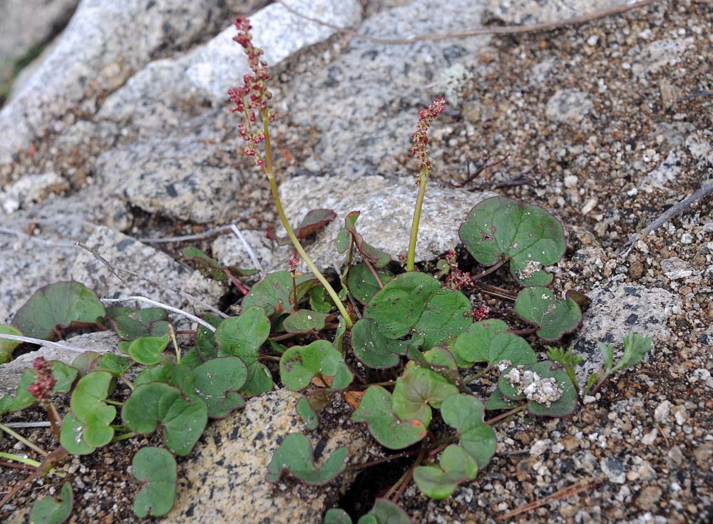 Image of Oxyria digyna specimen.