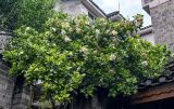 Gardenia jasminoides