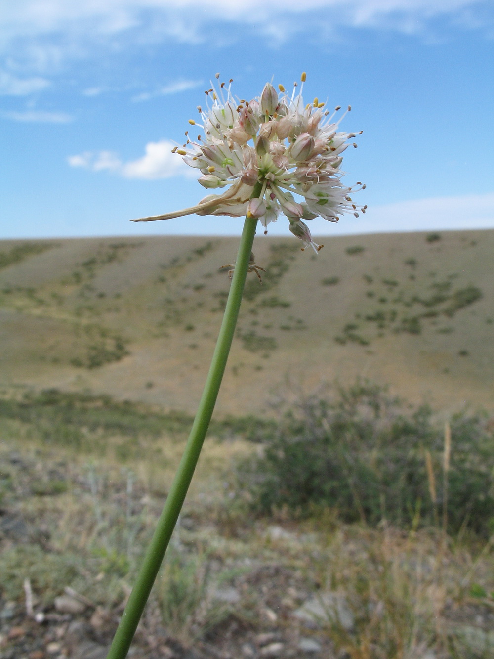 Image of Allium dshungaricum specimen.