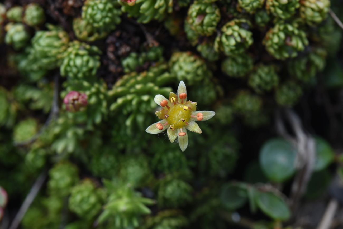 Image of Saxifraga adenophora specimen.