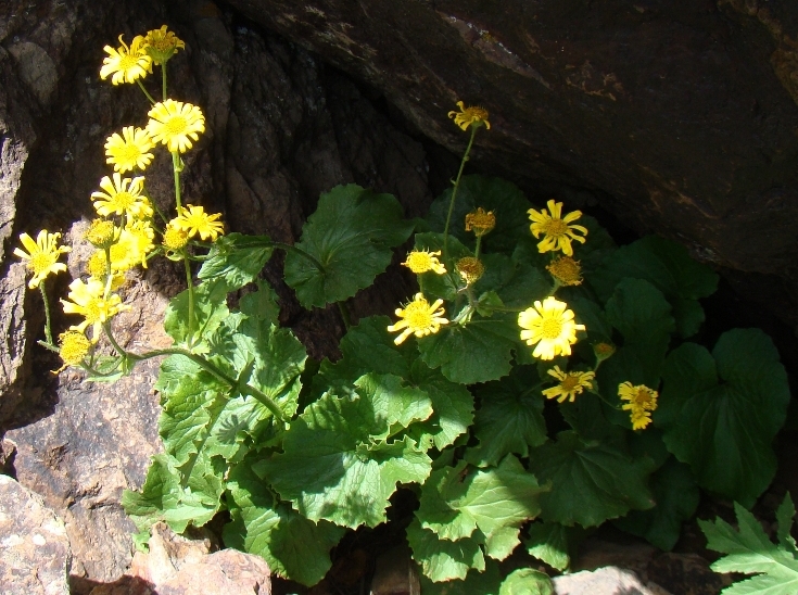 Изображение особи Doronicum macrophyllum.