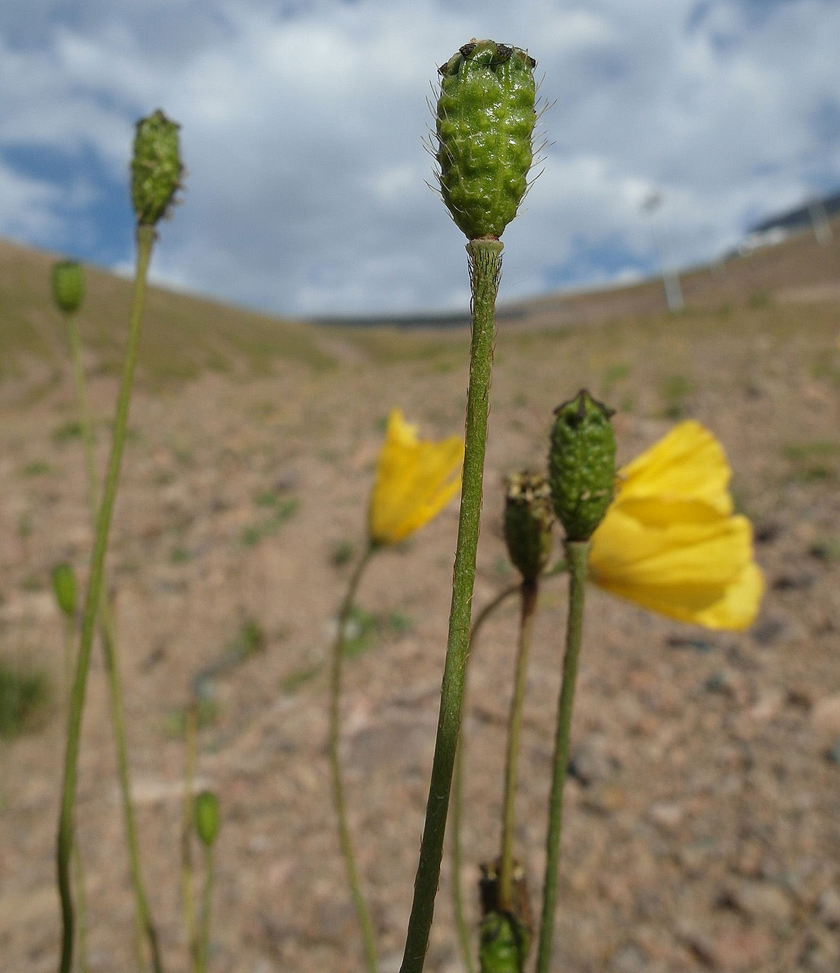 Изображение особи Papaver croceum.