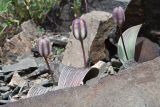 Tulipa regelii