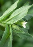 Nonea lutea