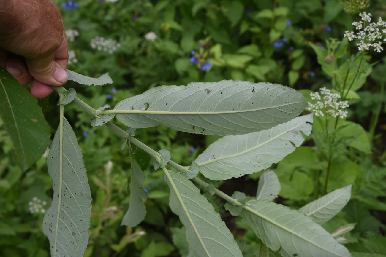 Image of Salix cinerea specimen.