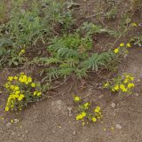 род Potentilla