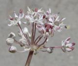 Allium vvedenskyanum