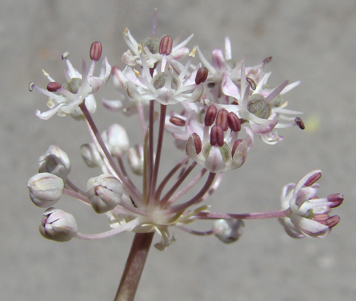 Image of Allium vvedenskyanum specimen.