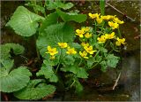 Caltha palustris. Цветущее растение. Московская обл., Раменский р-н, окр. дер. Хрипань, мелиорационная канава в смешанном лесу. 23.04.2025.