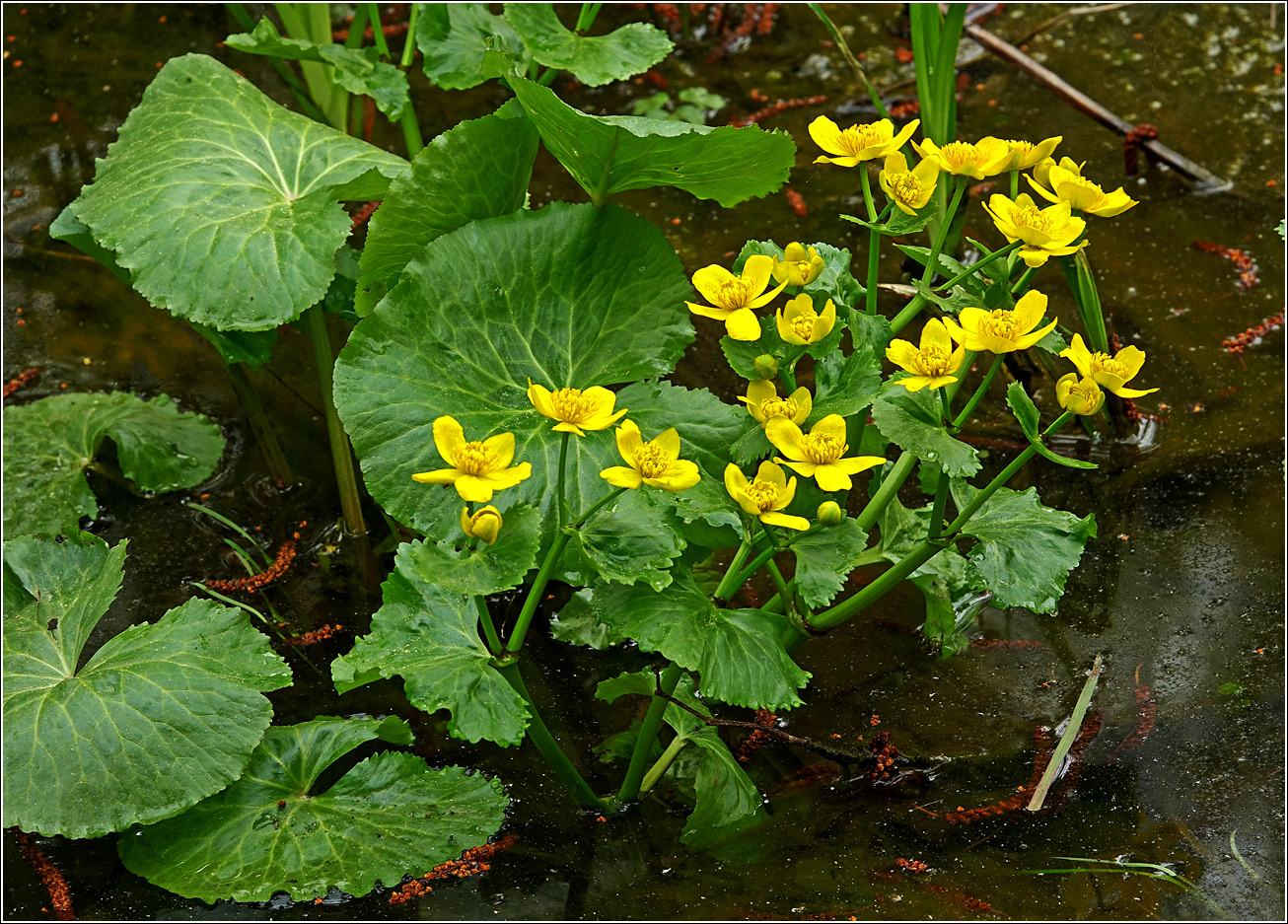 Изображение особи Caltha palustris.