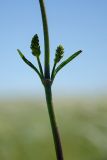 Silene baschkirorum