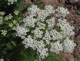 Schrenkia golickeana