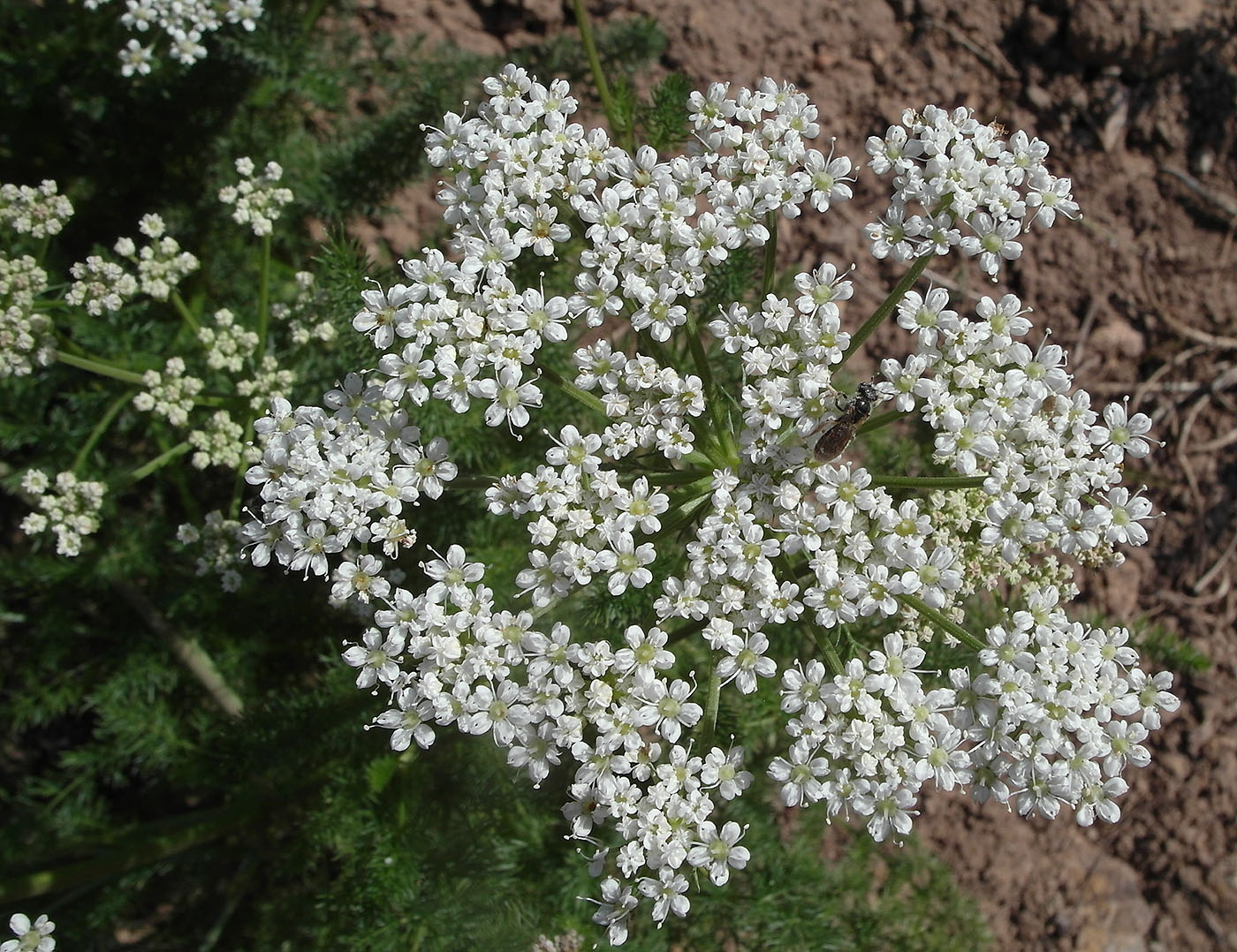 Image of Schrenkia golickeana specimen.
