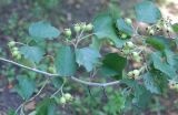 Crataegus submollis