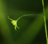 View full-size image Trigonotis myosotidea