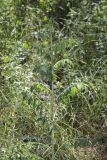 Scariola viminea
