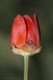 Adonis flammea