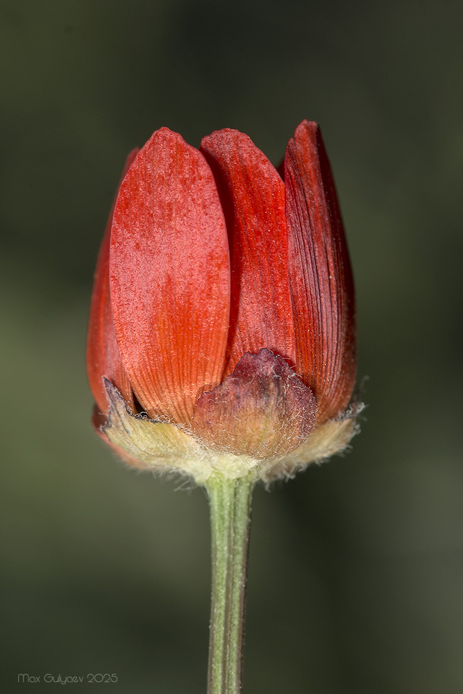 Image of Adonis flammea specimen.