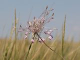Allium praescissum. Соцветие. Крым, Керченский п-ов, окр. пос. Приморский, нарушенная полынно-типчаковая степь. 6 июля 2025 г.