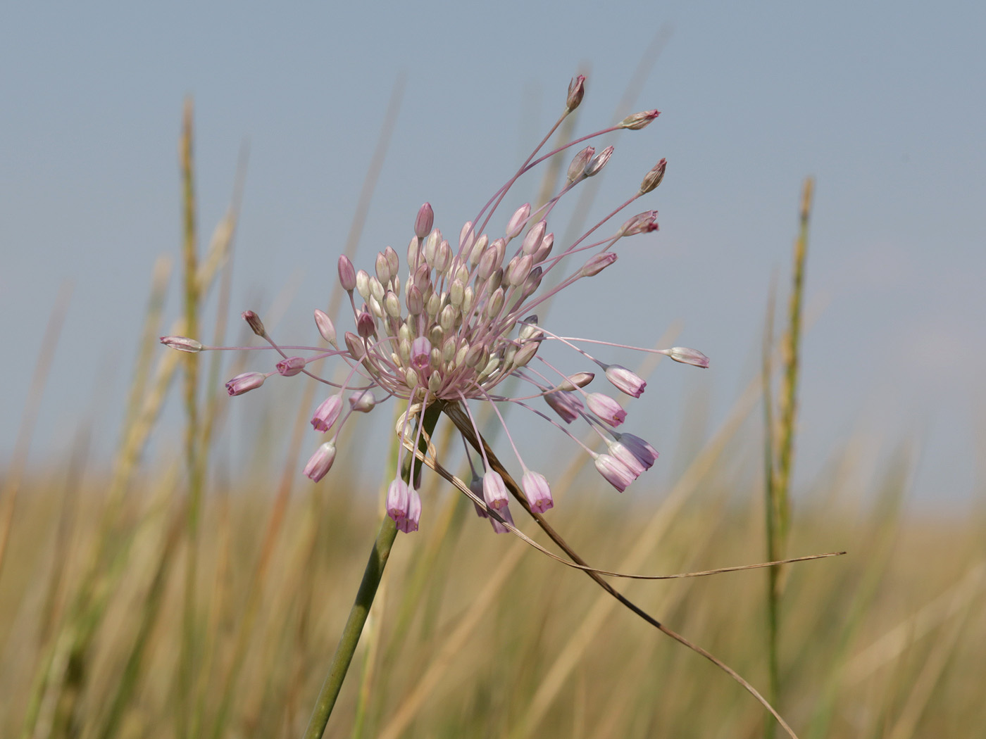 Изображение особи Allium praescissum.