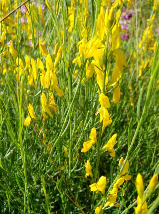 Изображение особи Genista dracunculoides.