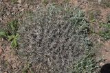 genus Acantholimon